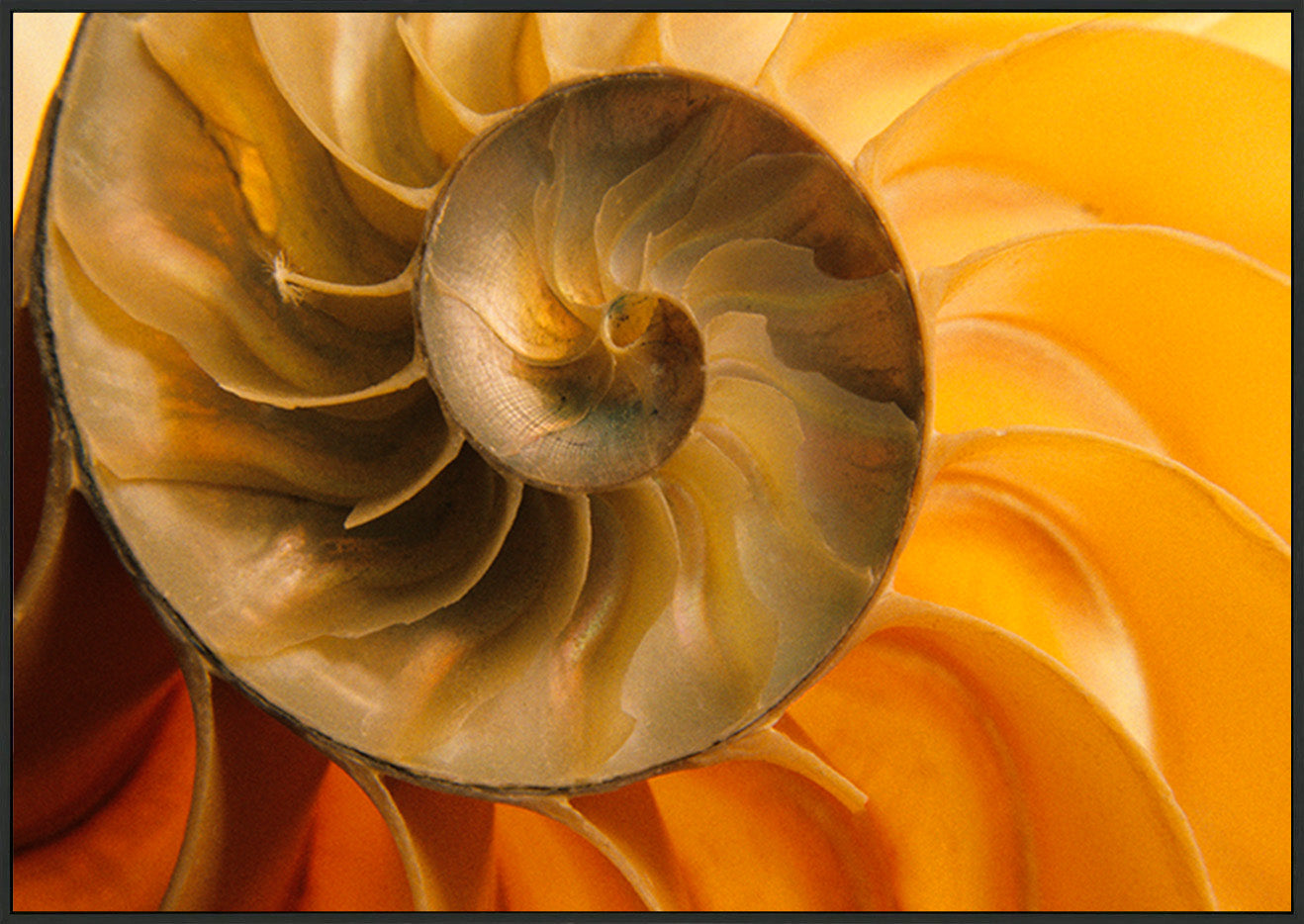 canvas_frame