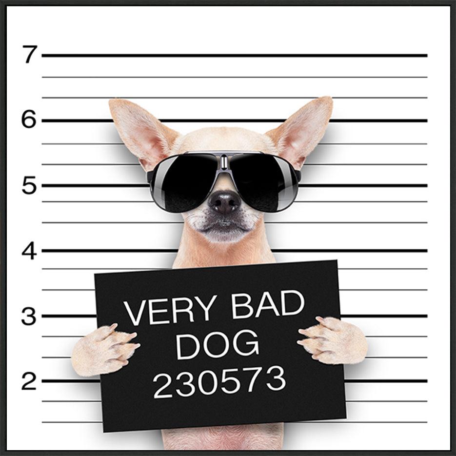 72969979 funny cute pug holding a placard while a mugshot is taken - ArtFramed