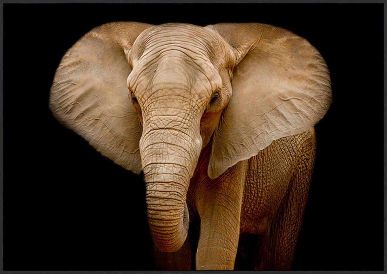 82712216 Closeup Elephant animal wildlife copy - ArtFramed