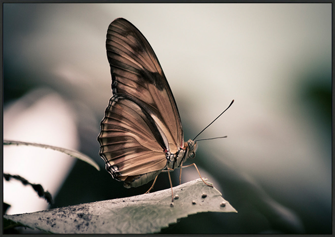 canvas_frame