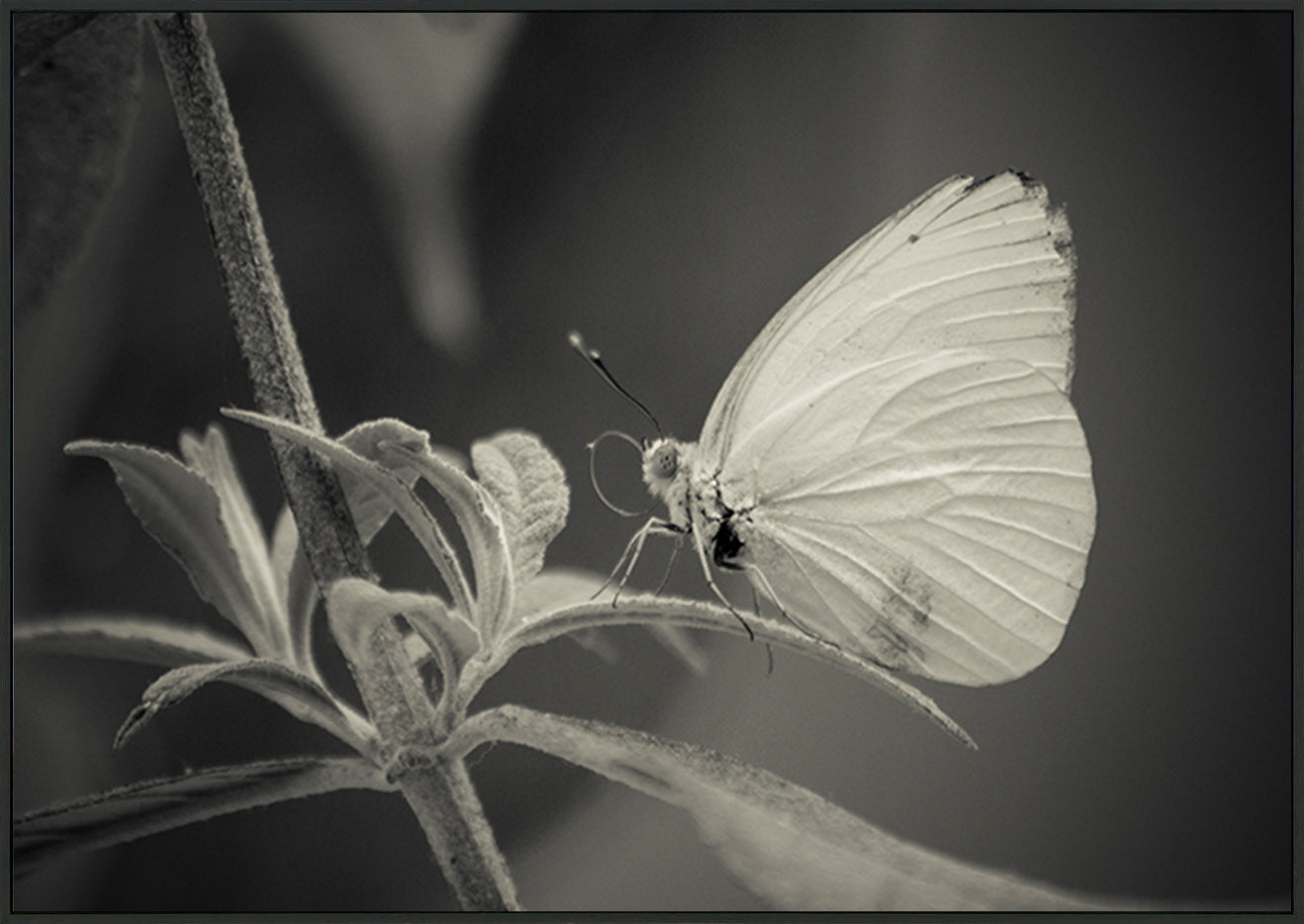 canvas_frame