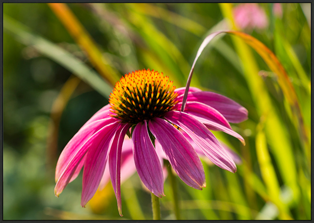canvas_frame