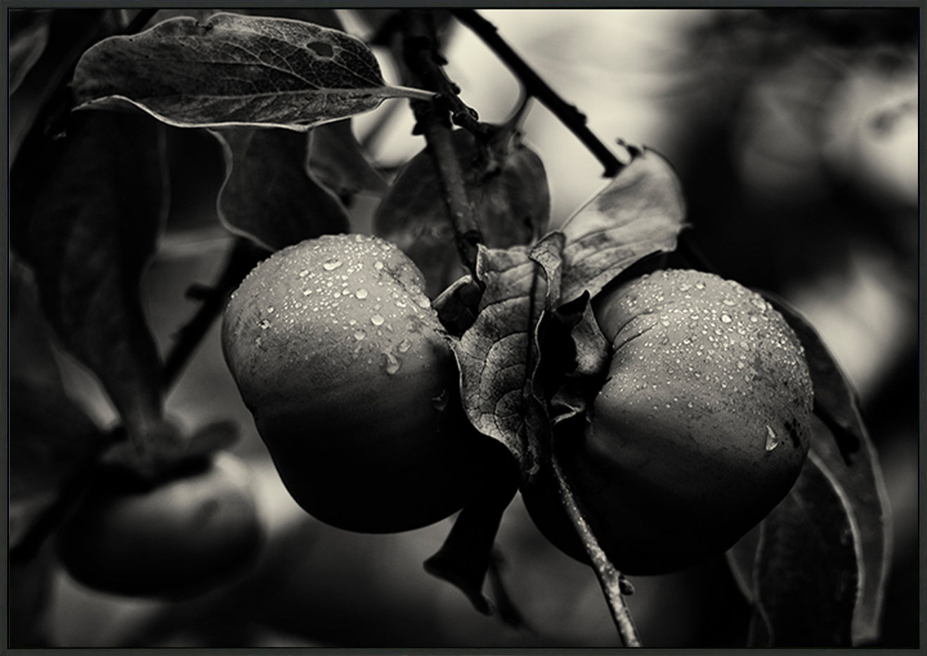 canvas_frame