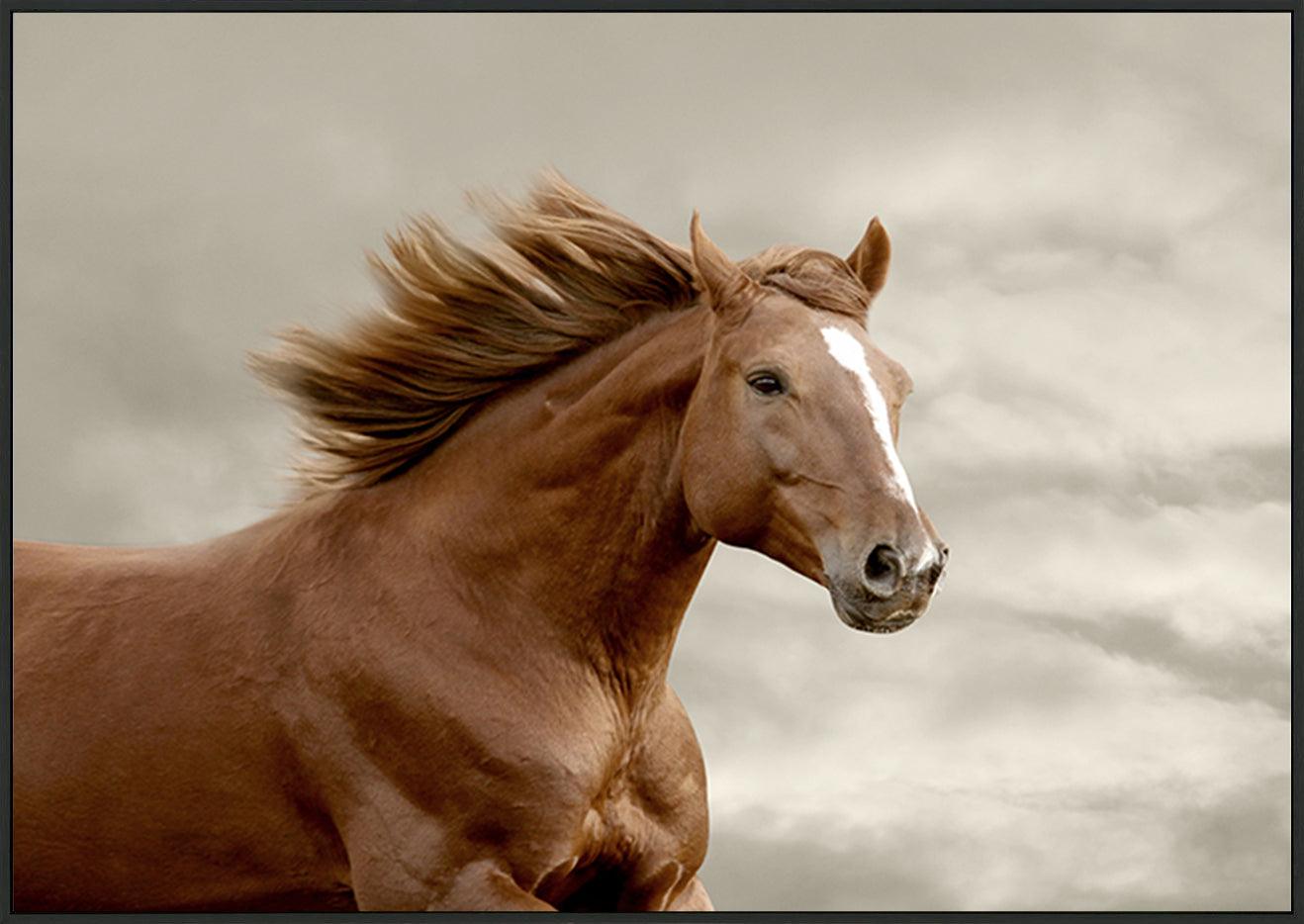 a48207709s horse running copy - ArtFramed