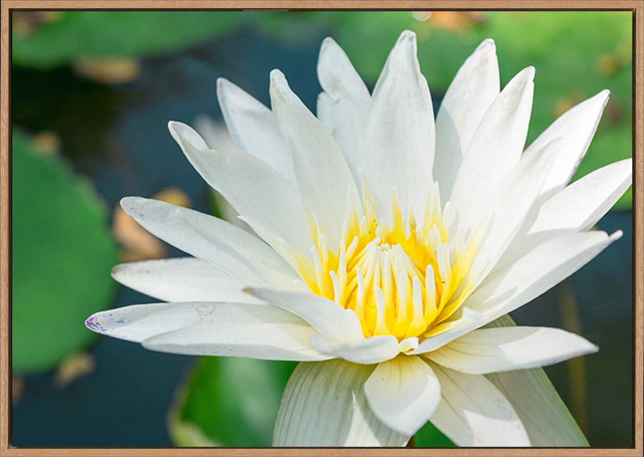 canvas_frame