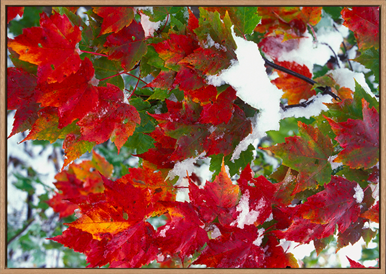 canvas_frame