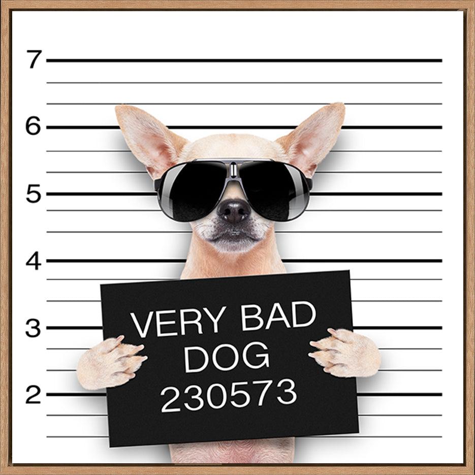 72969979 funny cute pug holding a placard while a mugshot is taken - ArtFramed