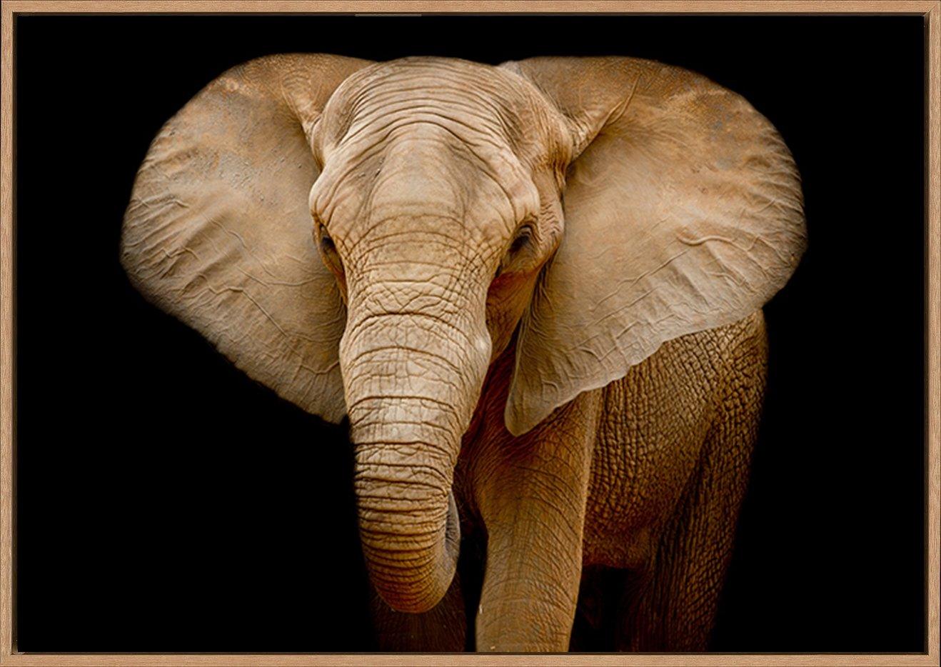 82712216 Closeup Elephant animal wildlife copy - ArtFramed