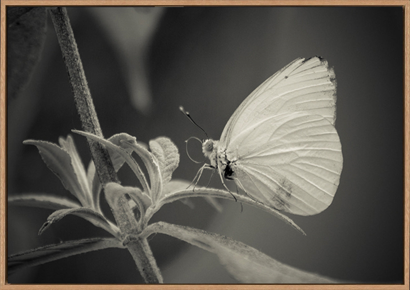 canvas_frame