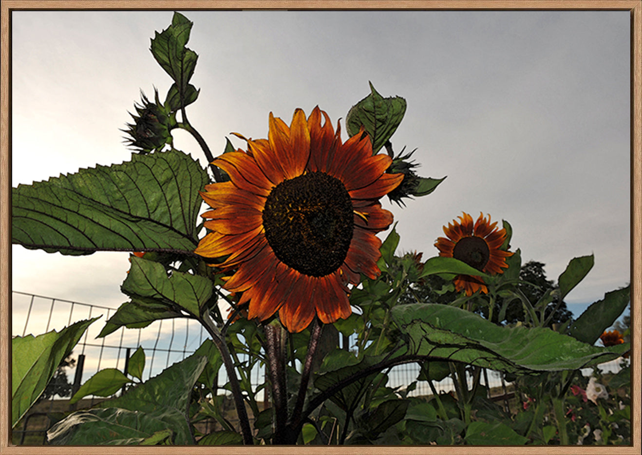 canvas_frame