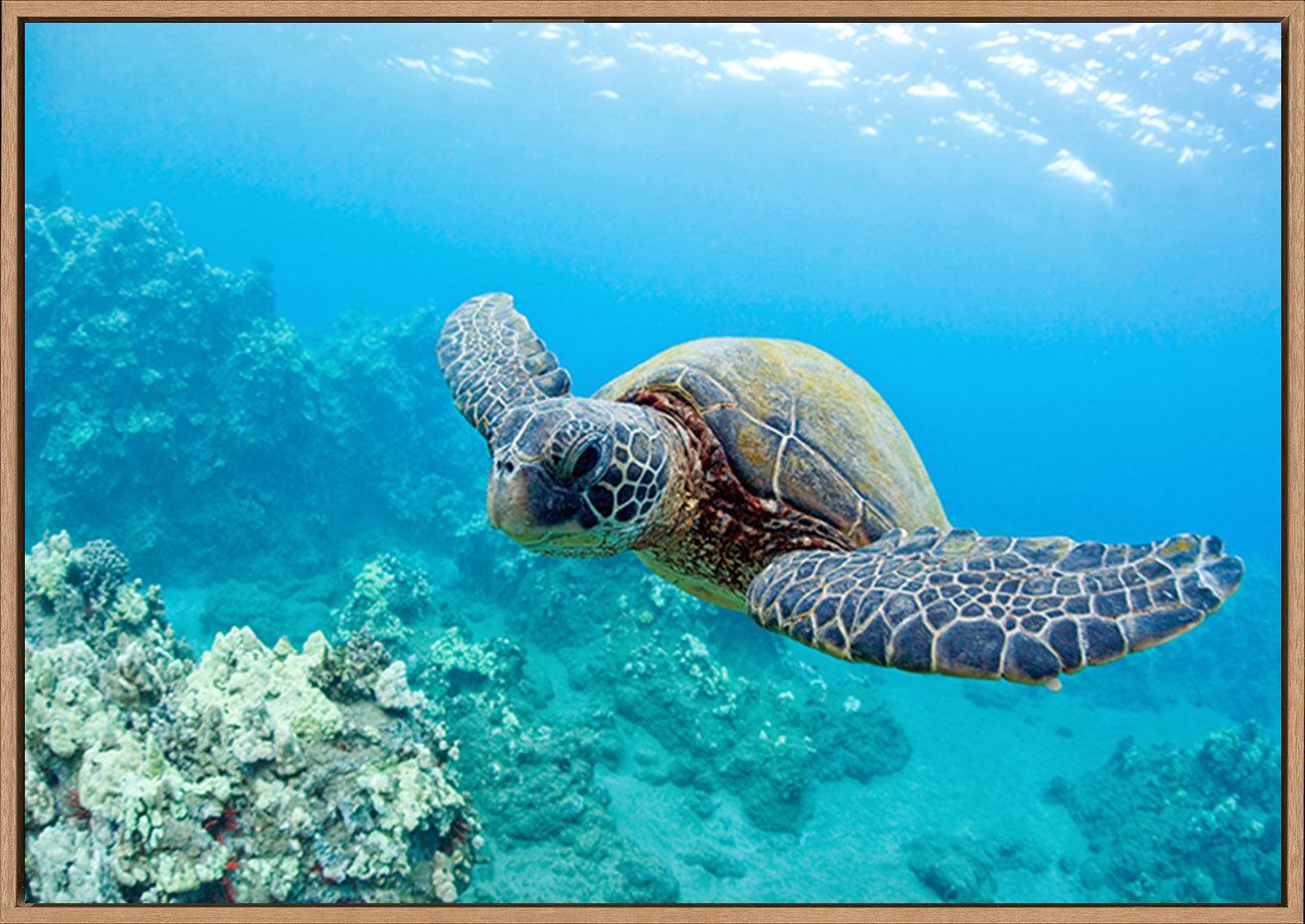 a0460652 turtle underwater copy - ArtFramed