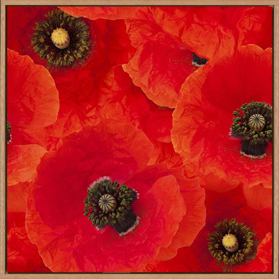 a40879489bred poppies - ArtFramed
