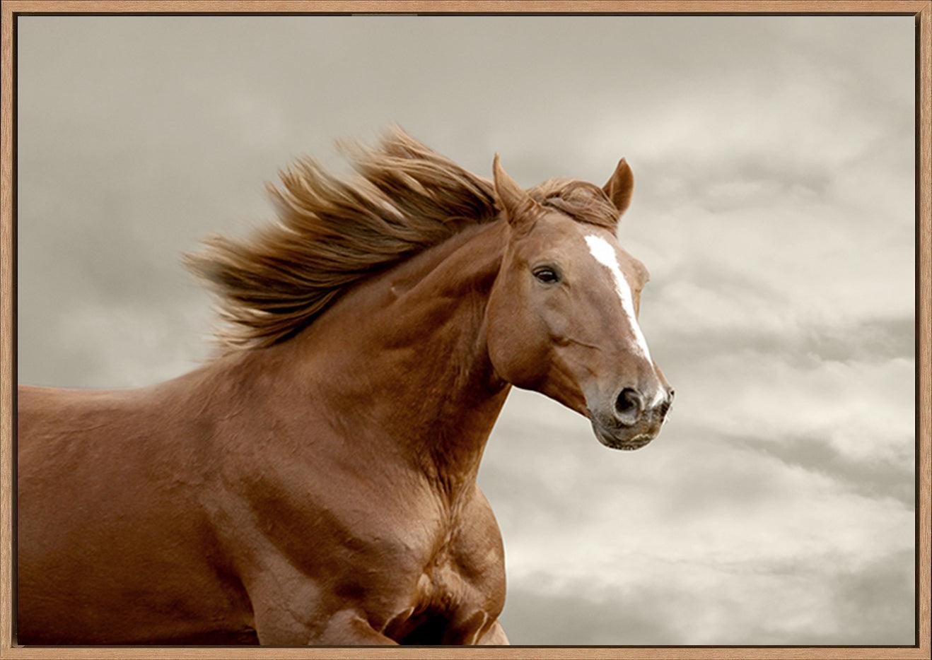 a48207709s horse running copy - ArtFramed