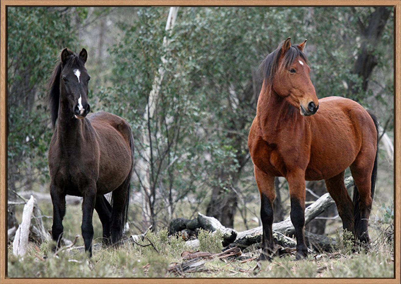 a56413252s Brumbies at Native Dog Flat Camping Area Alpine National Park Victoria Australia Brumby copy - ArtFramed