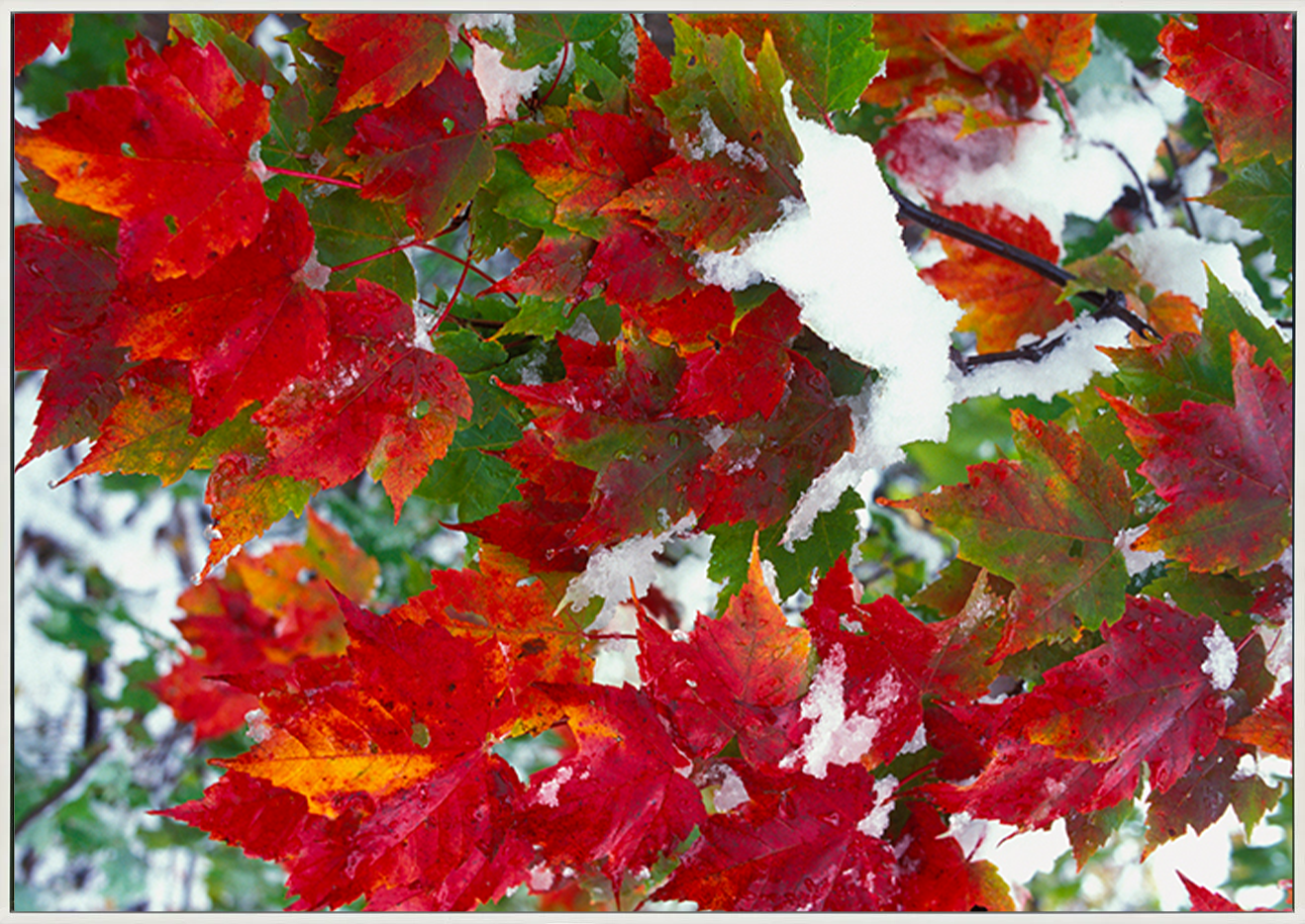 canvas_frame