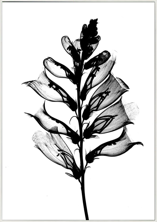 canvas_frame
