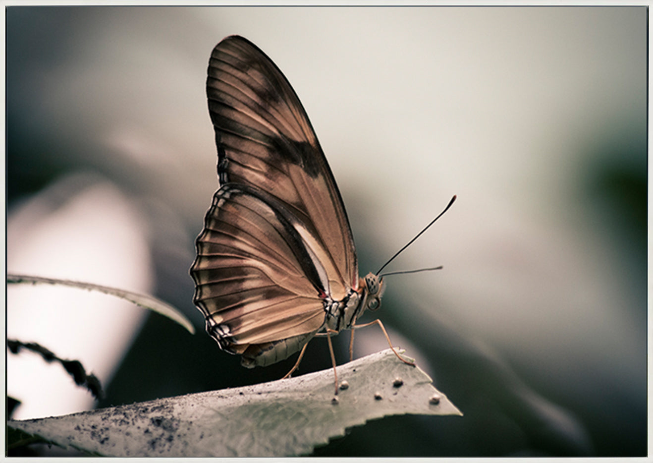 canvas_frame