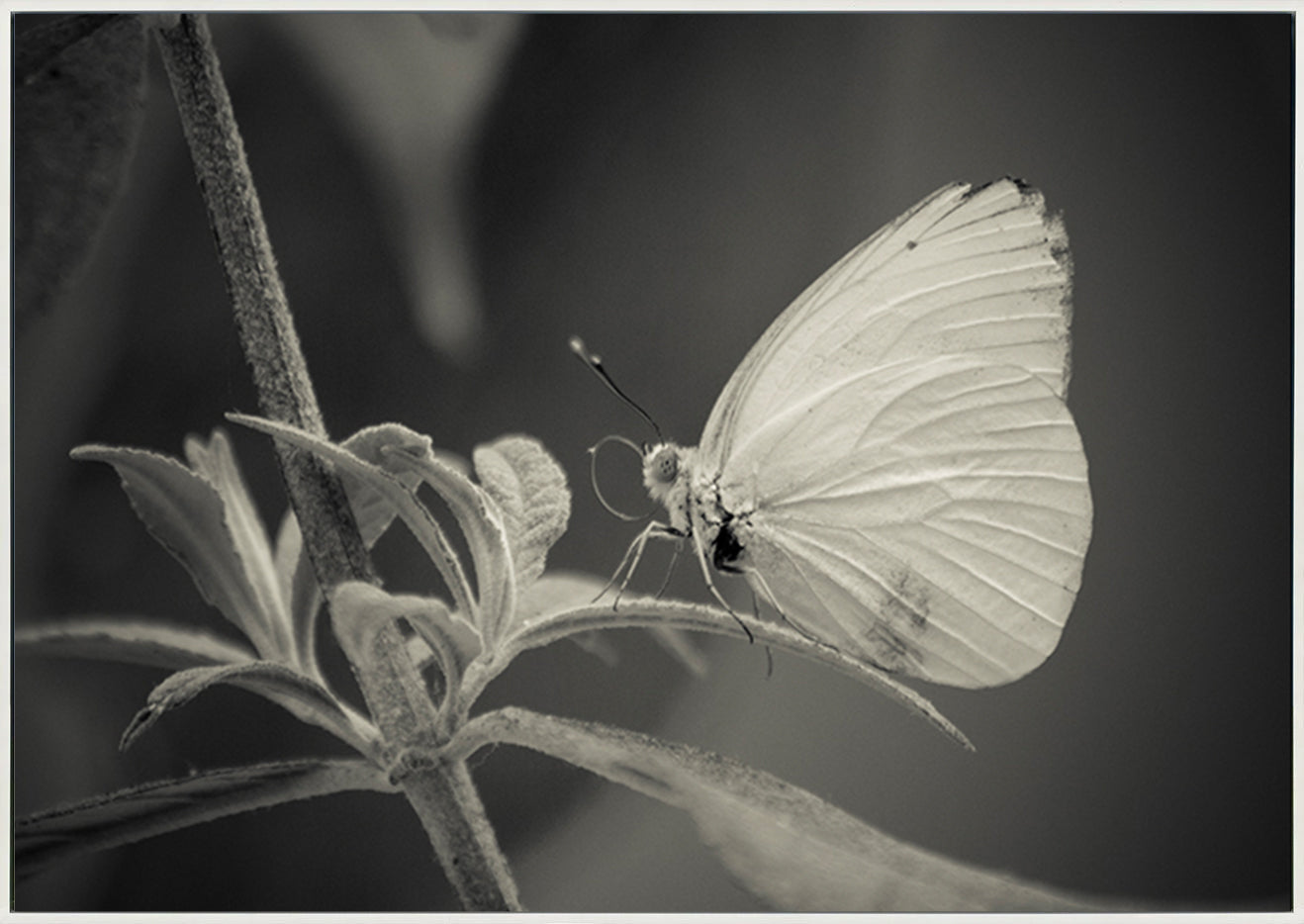 canvas_frame