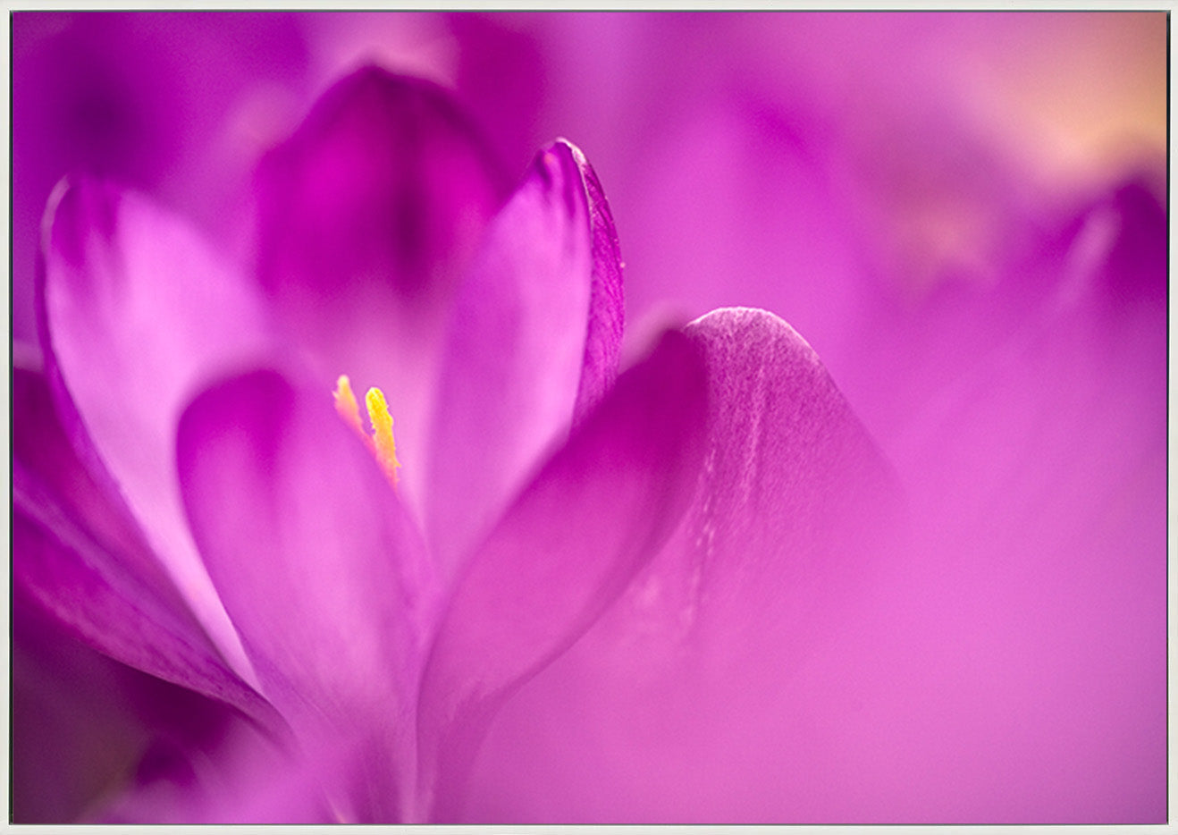 canvas_frame