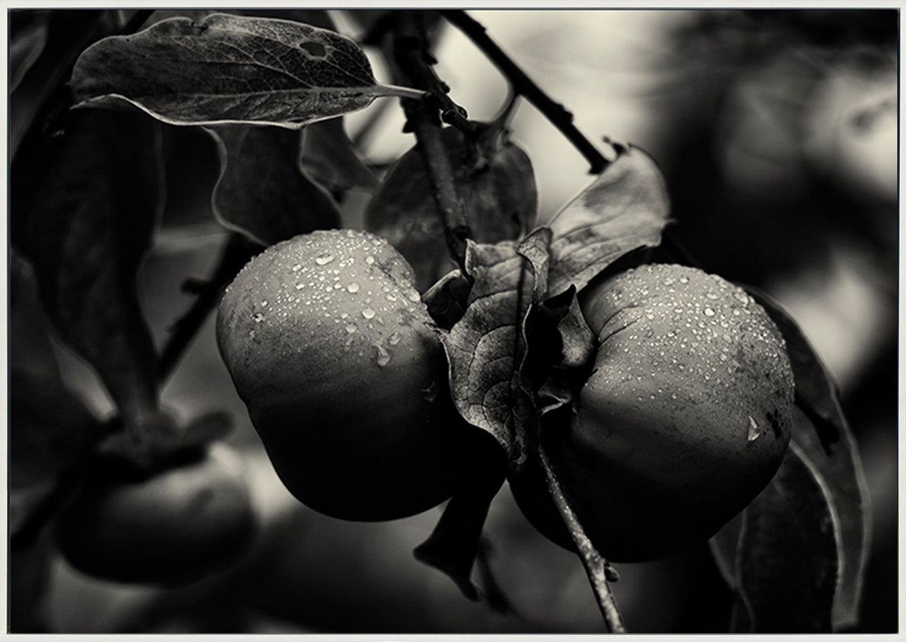 canvas_frame