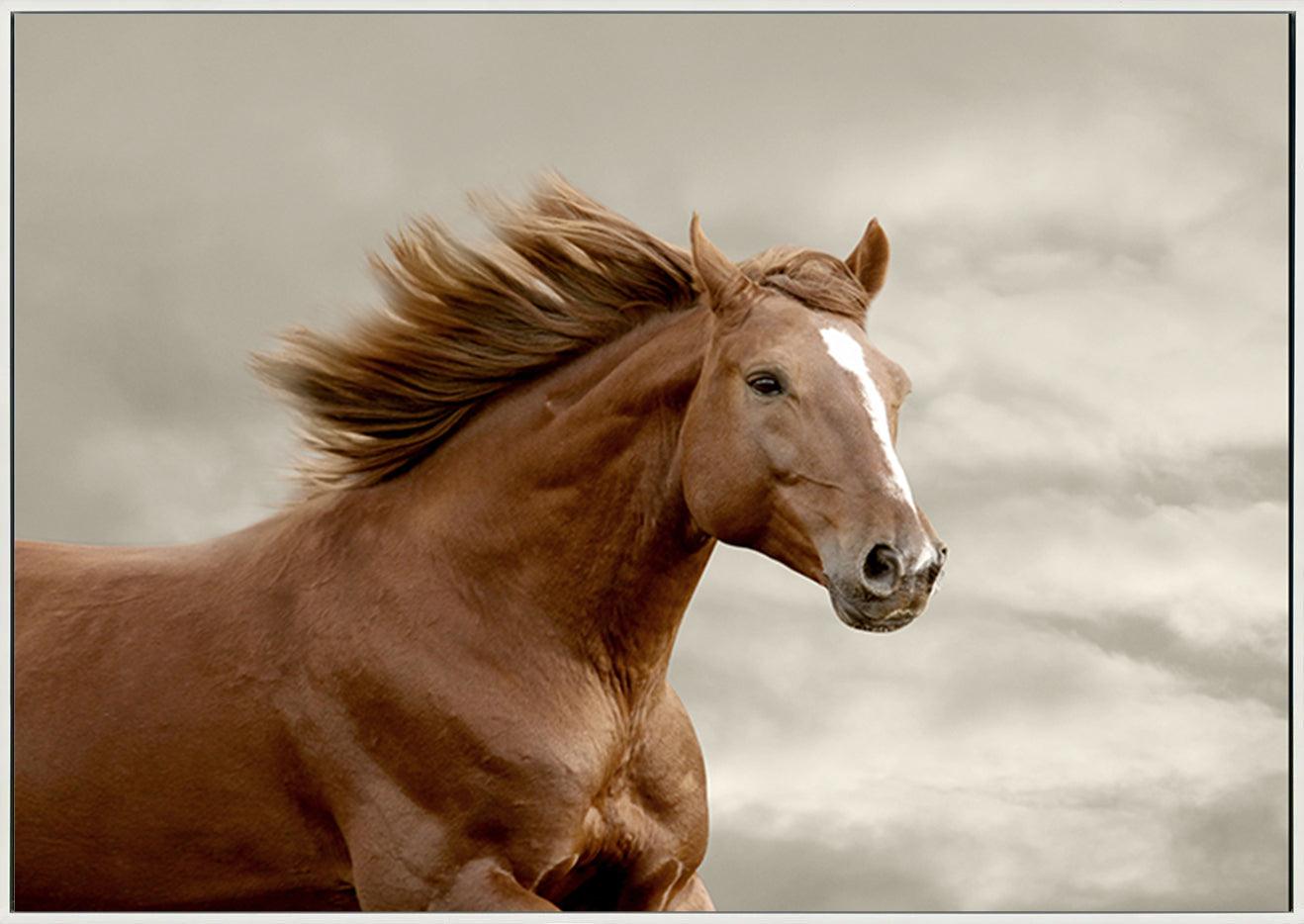 a48207709s horse running copy - ArtFramed