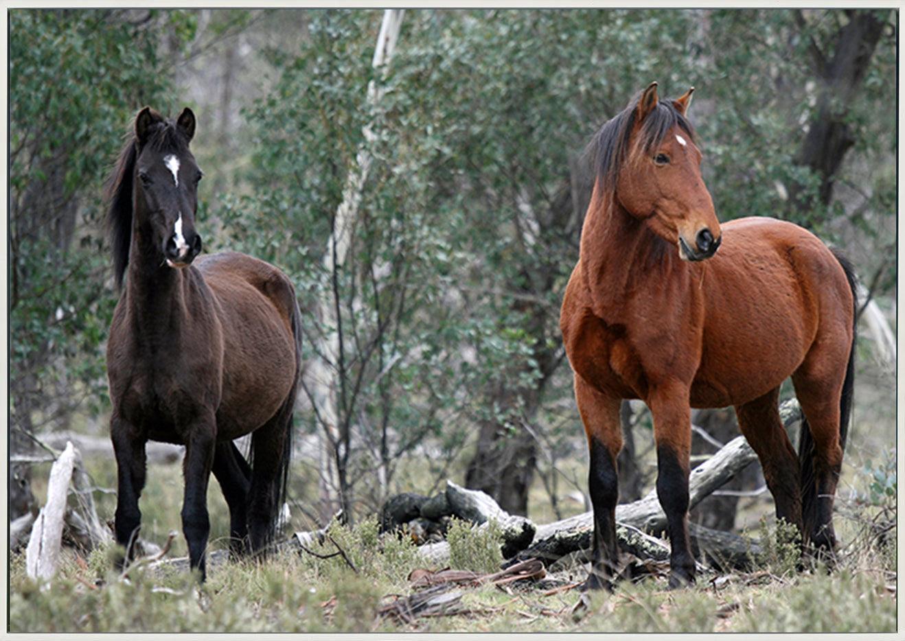 a56413252s Brumbies at Native Dog Flat Camping Area Alpine National Park Victoria Australia Brumby copy - ArtFramed