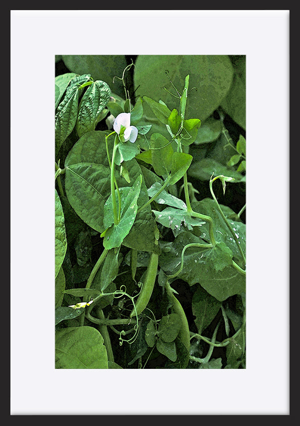 paper_frame