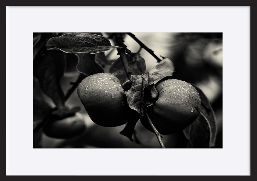 paper_frame