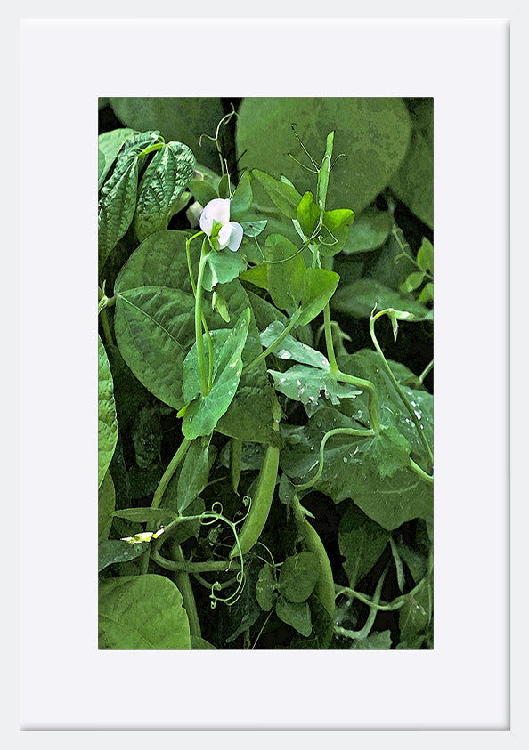 paper_frame