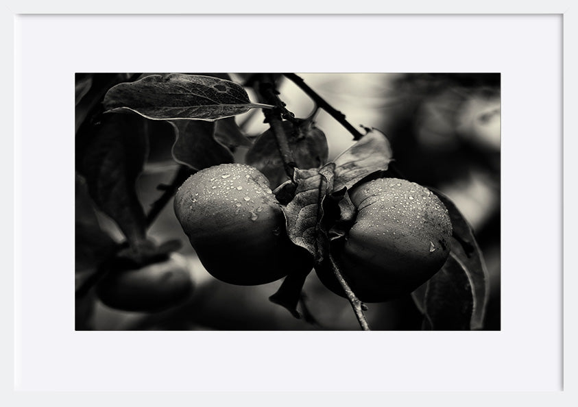 paper_frame