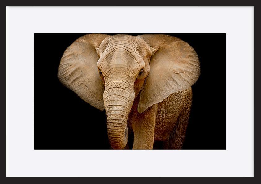 82712216 Closeup Elephant animal wildlife copy - ArtFramed
