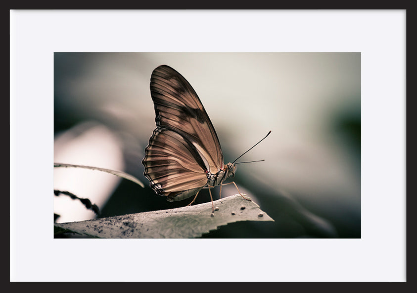 paper_frame
