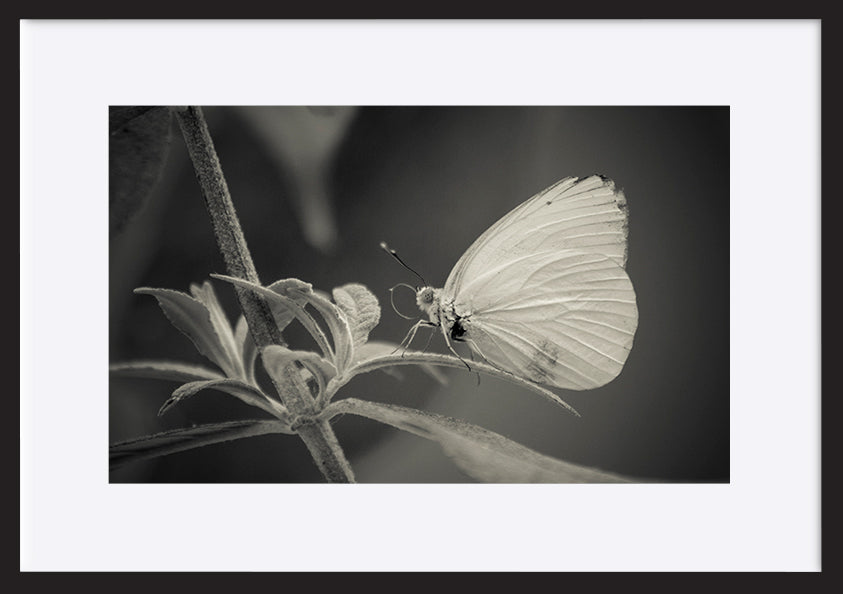 paper_frame