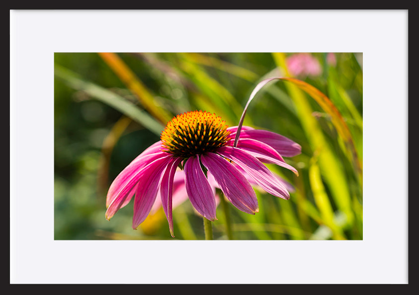 paper_frame