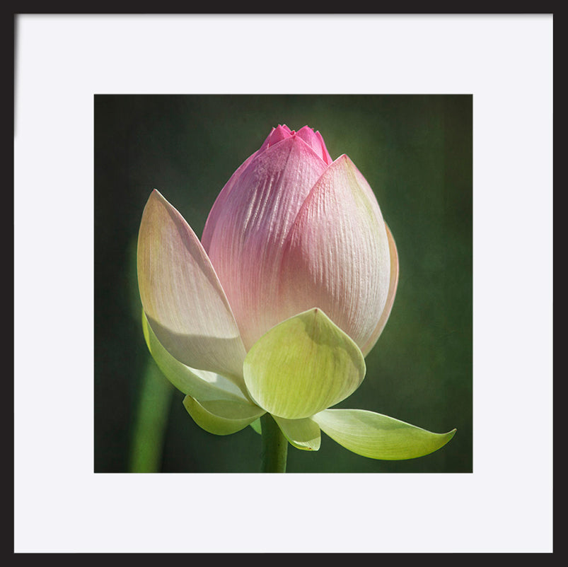 paper_frame