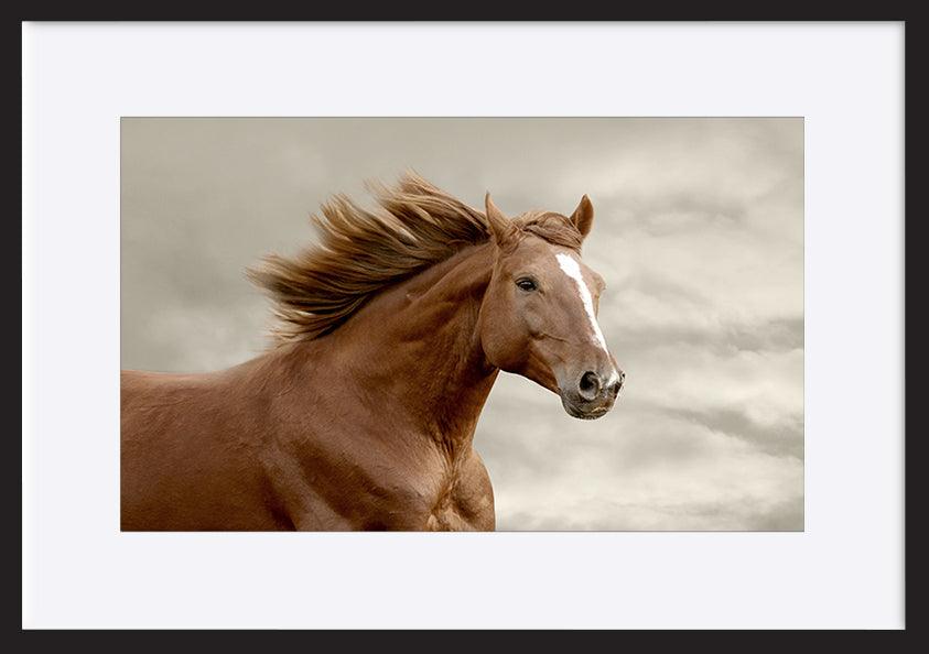 a48207709s horse running copy - ArtFramed