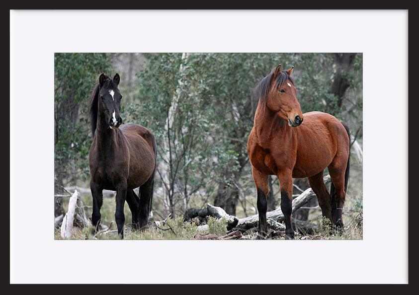 a56413252s Brumbies at Native Dog Flat Camping Area Alpine National Park Victoria Australia Brumby copy - ArtFramed