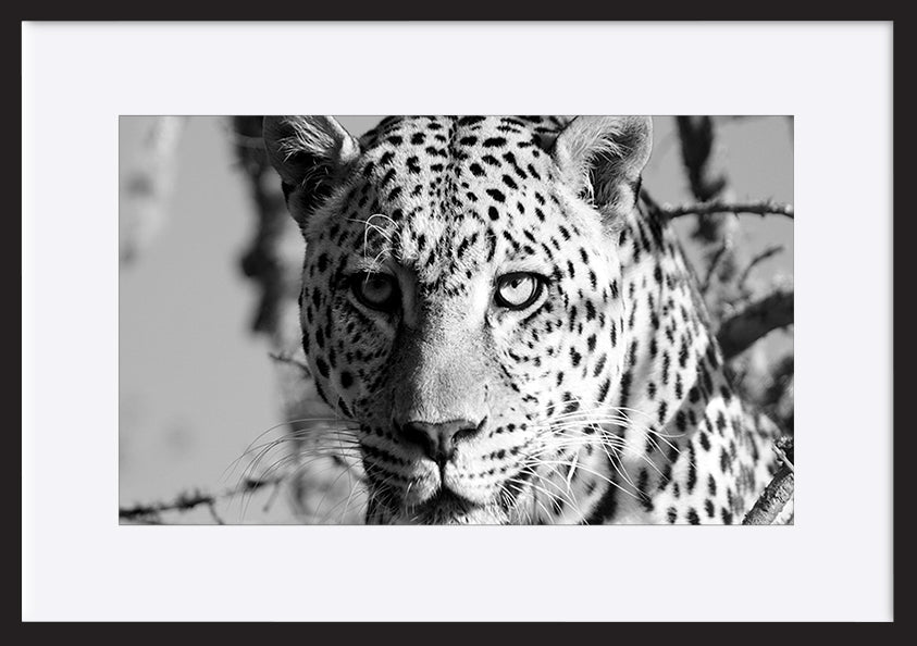 paper_frame