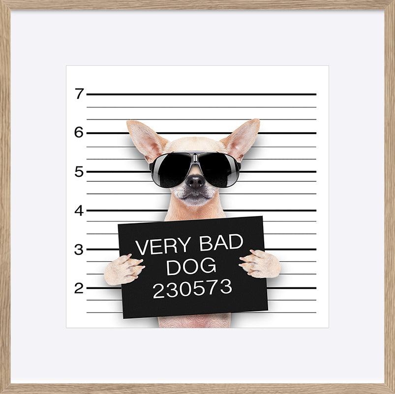 72969979 funny cute pug holding a placard while a mugshot is taken - ArtFramed