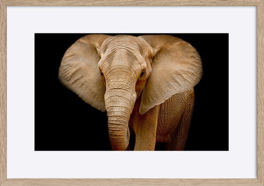 82712216 Closeup Elephant animal wildlife copy - ArtFramed
