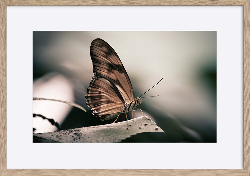 paper_frame