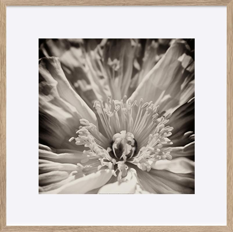 paper_frame