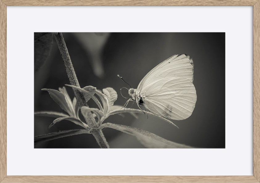 paper_frame