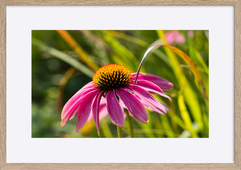paper_frame