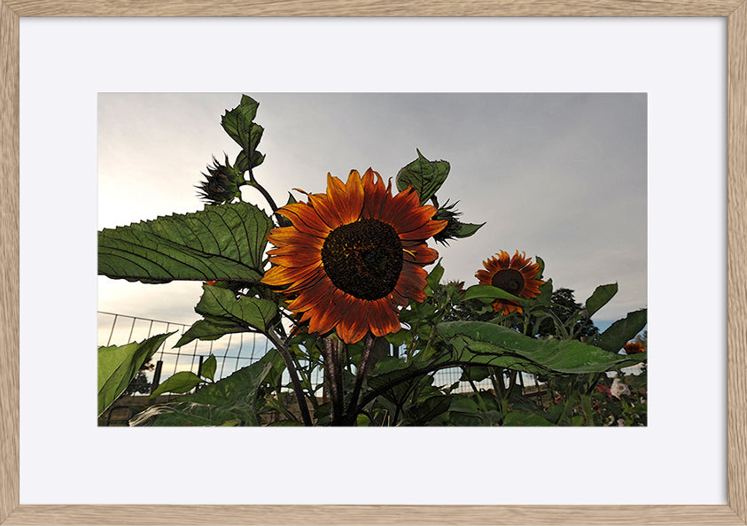 paper_frame