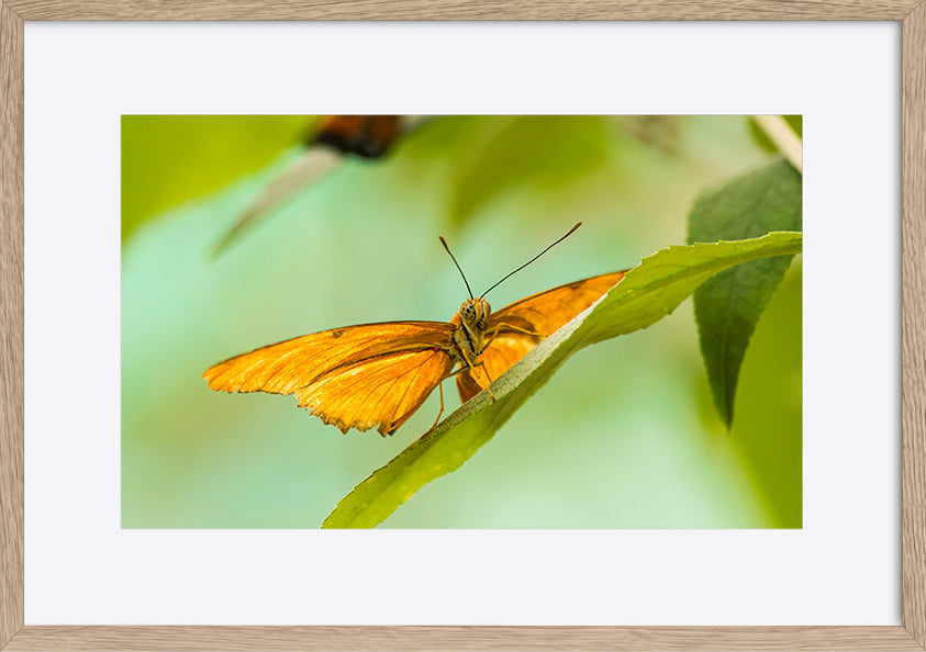 paper_frame