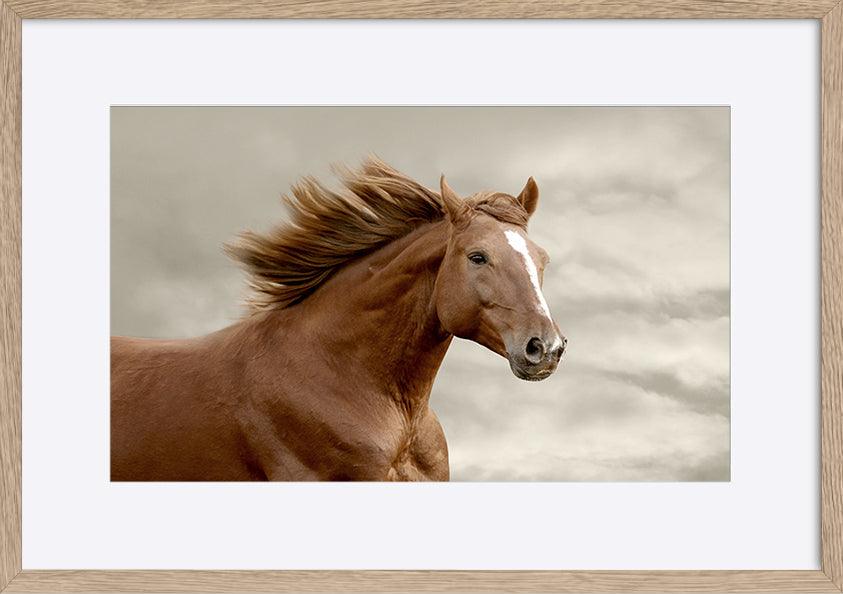 a48207709s horse running copy - ArtFramed