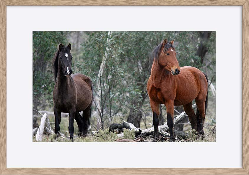a56413252s Brumbies at Native Dog Flat Camping Area Alpine National Park Victoria Australia Brumby copy - ArtFramed