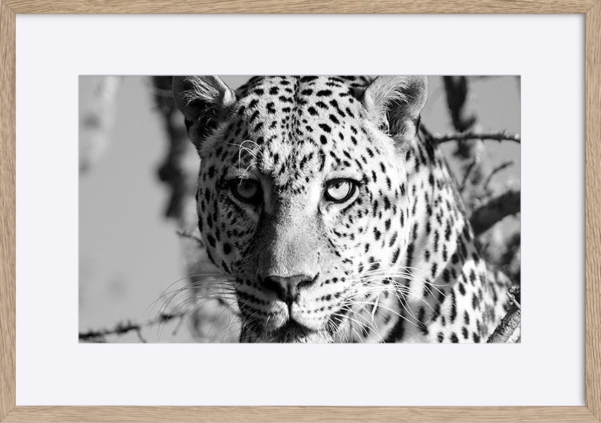 paper_frame