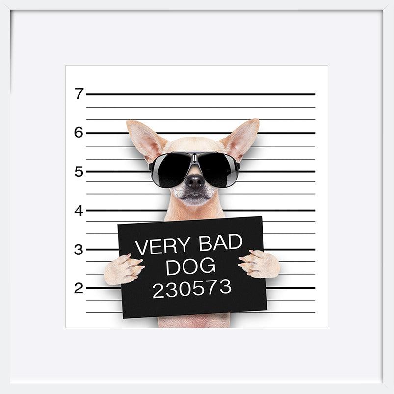 72969979 funny cute pug holding a placard while a mugshot is taken - ArtFramed